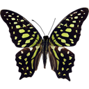 Tailed Jay - Graphium agamemnon copy icon